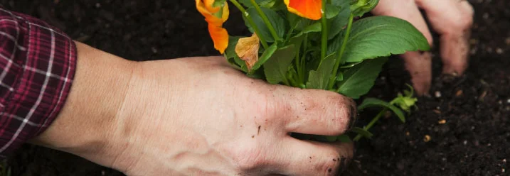 Person pflanzt Stiefmütterchen ein